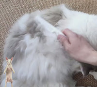 pet flea comb 4furbaby