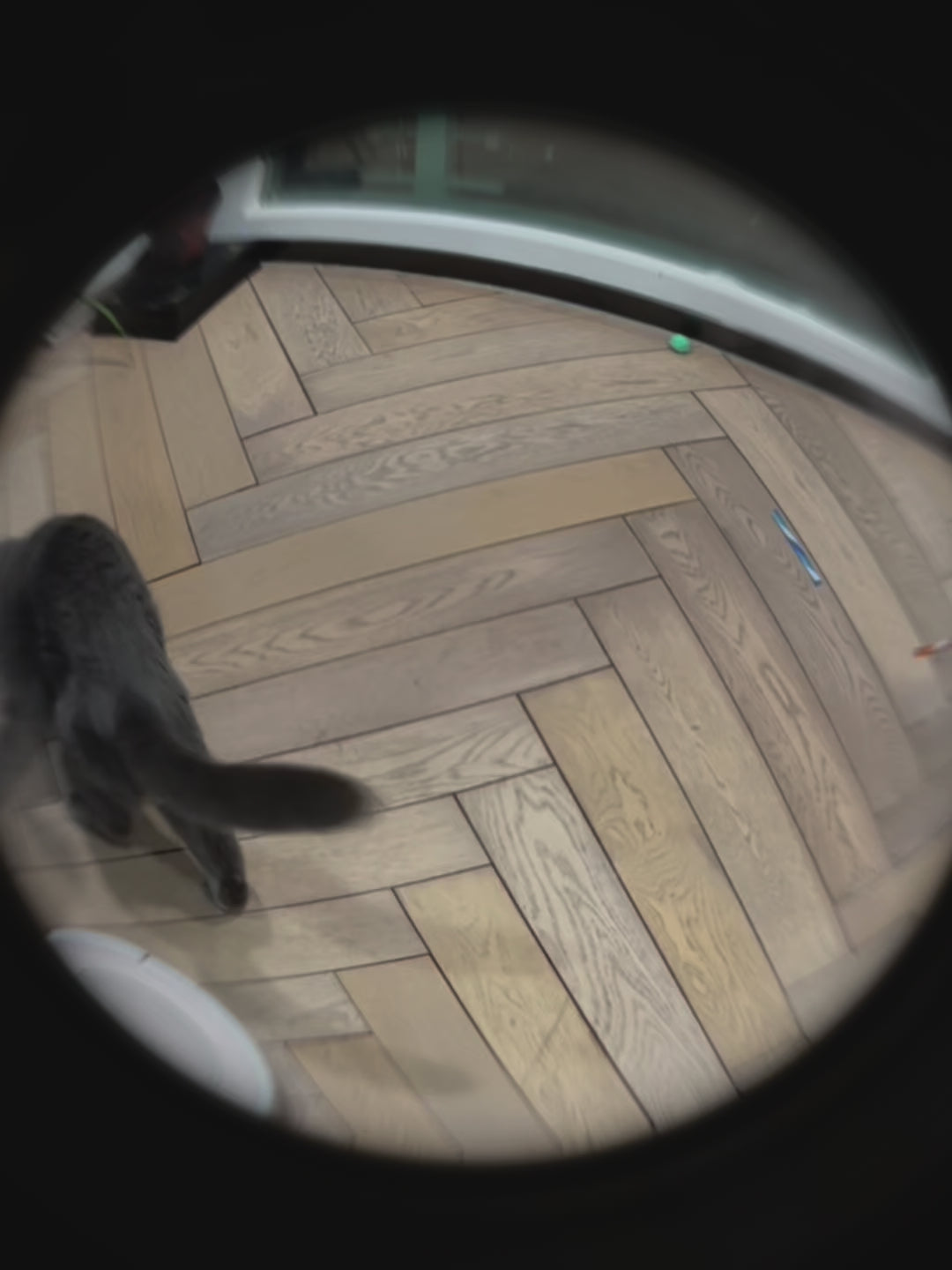 cat spring toy 4furbaby