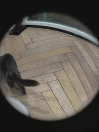 cat spring toy 4furbaby