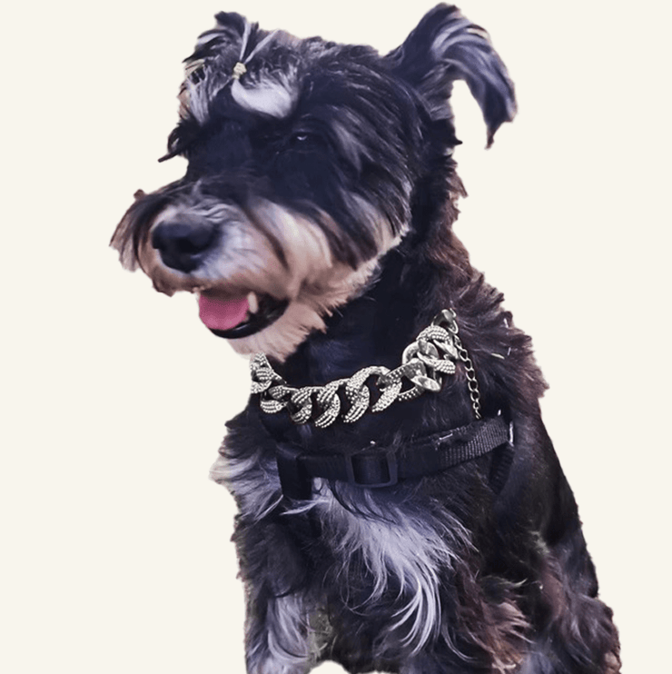Stylish Silver Pet Necklace for Cats & Dogs – Durable Fashion Accessory for Small to Medium Breeds  - 4FurBaby