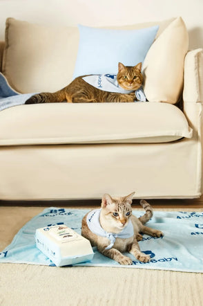 Two cats wearing bibs on a beige couch and blanket.