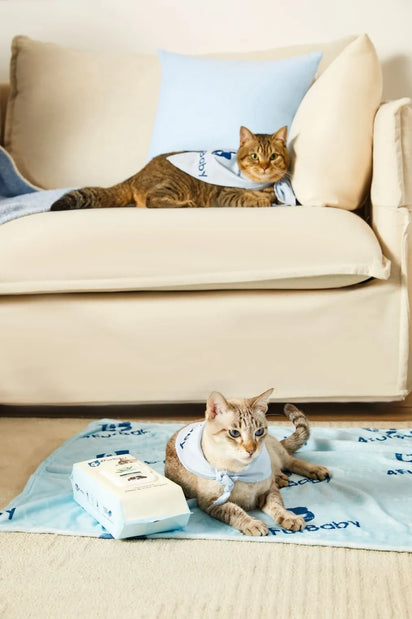 Two cats wearing bibs on a beige couch and blanket.